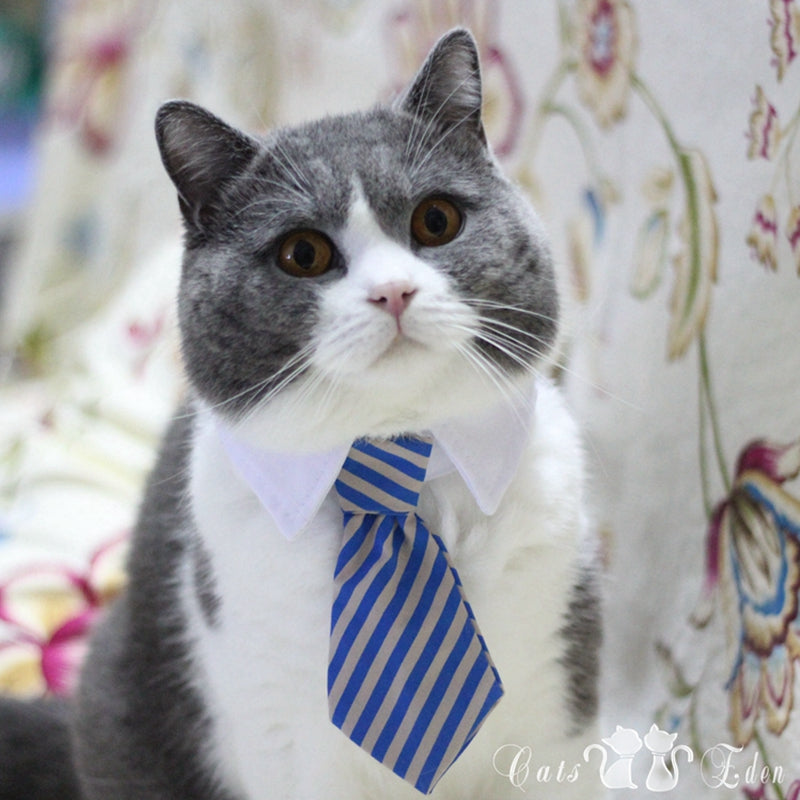 Formal Pet Bow Tie Collar for Dogs and Cats, Stylish Costume Accessory