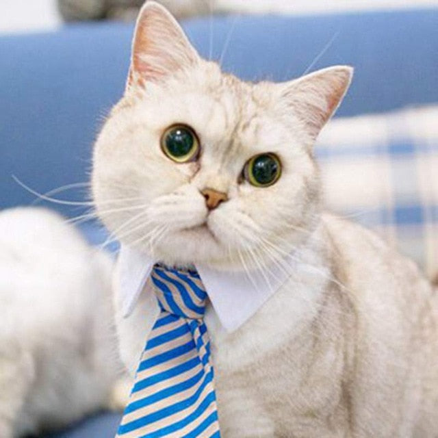 Formal Pet Bow Tie Collar for Dogs and Cats, Stylish Costume Accessory