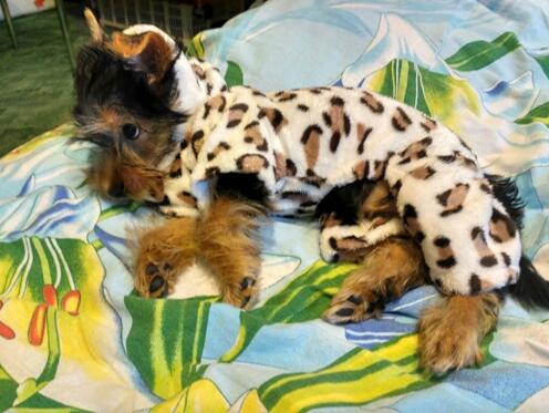 Soft Dog Coat for Small Dogs, Comfortable Everyday Pet Clothing
