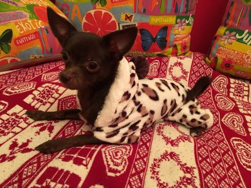 Soft Dog Coat for Small Dogs, Comfortable Everyday Pet Clothing