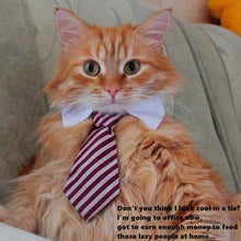 Formal Pet Bow Tie Collar for Dogs and Cats, Stylish Costume Accessory