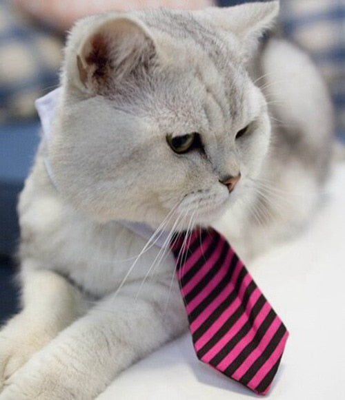 Formal Pet Bow Tie Collar for Dogs and Cats, Stylish Costume Accessory