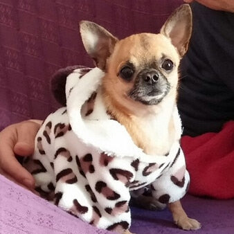 Soft Dog Coat for Small Dogs, Comfortable Everyday Pet Clothing